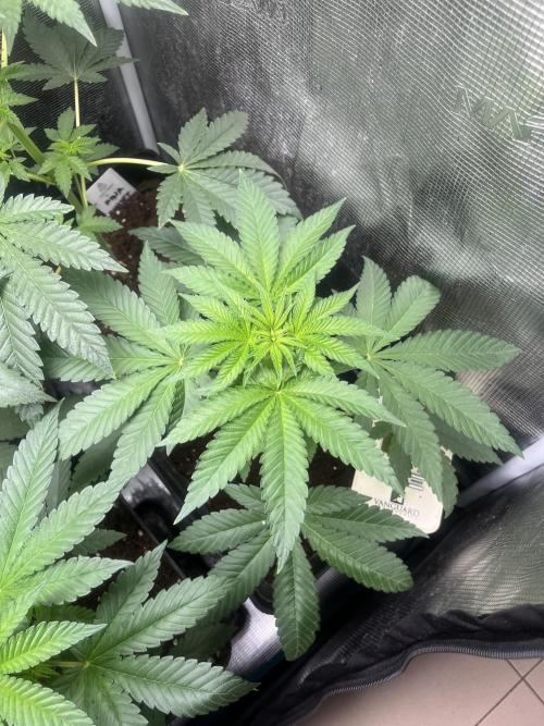 Pink Sunset. Silentseeds. Week 5