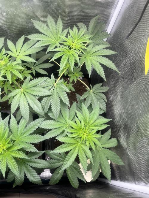 Pink Sunset. Silentseeds. Week 5