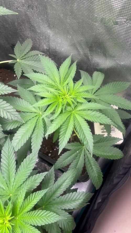 Pink Sunset. Silentseeds