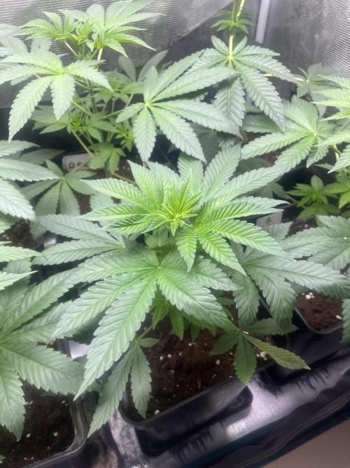 Drizl Pickl. Seedstockers. Week 5