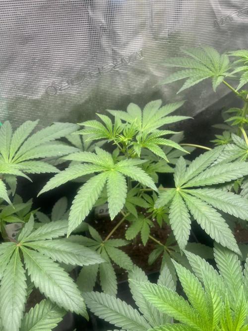 Drizl Pickl. Seedstockers. Week 5