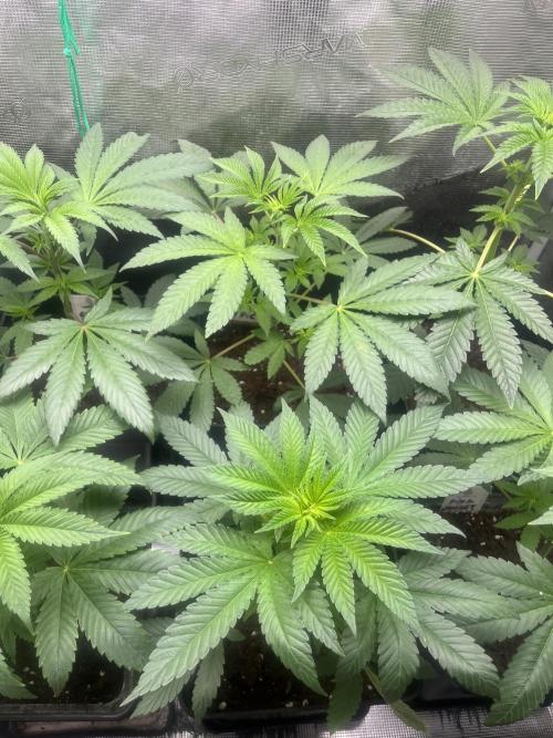 Drizl Pickl. Seedstockers. Week 5