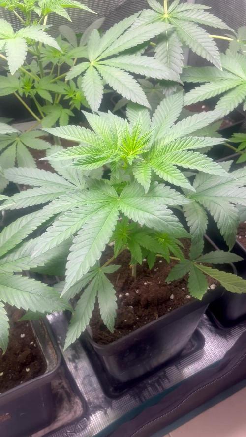 Drizl Pickl. Seedstockers