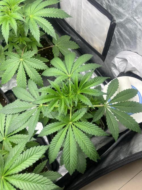 Barcelona Puff. Seedstockers. Week 5