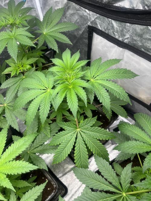 Barcelona Puff. Seedstockers. Week 5