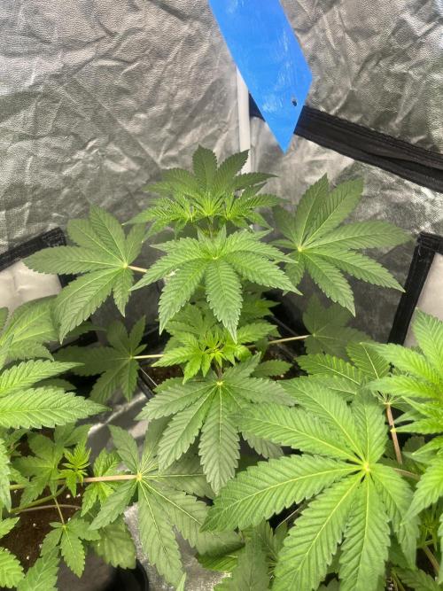 Barcelona Puff. Seedstockers. Week 5