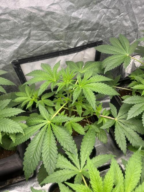 Barcelona Puff. Seedstockers. Week 5