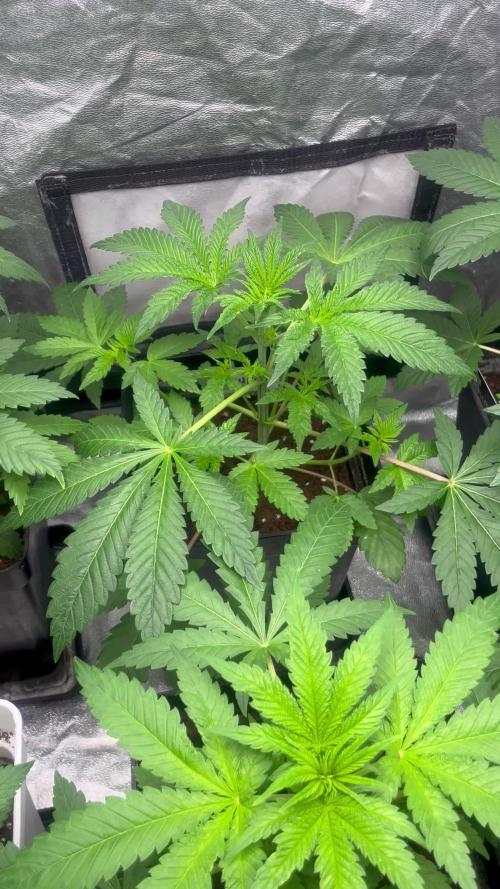 Barcelona Puff. Seedstockers