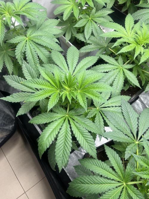 Fishy Zoap. Seedstockers. Week 5