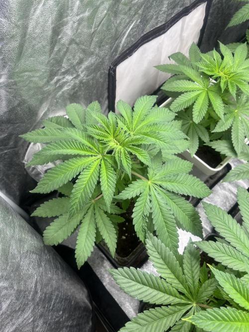 Fishy Zoap. Seedstockers. Week 5