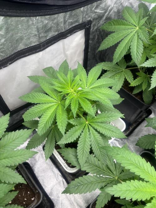 Fishy Zoap. Seedstockers. Week 5