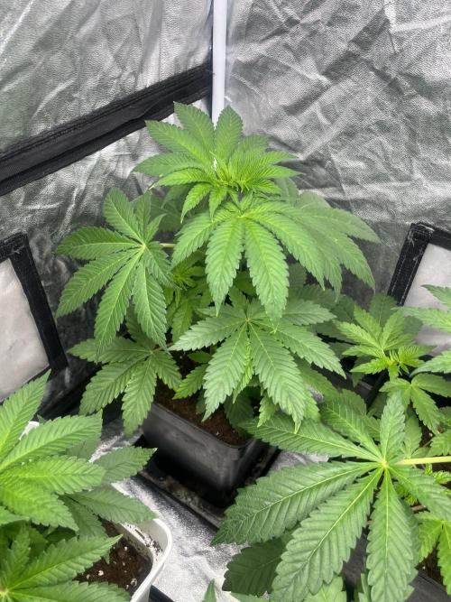 Fishy Zoap. Seedstockers. Week 5