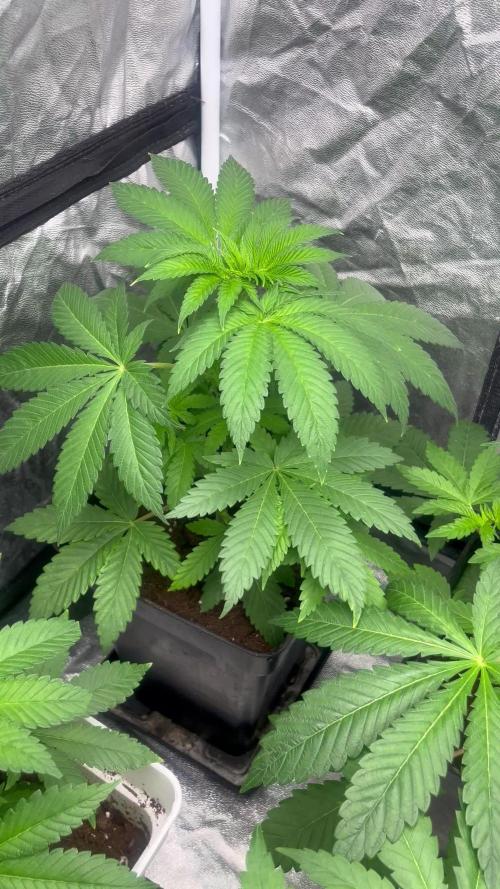 Fishy Zoap. Seedstockers