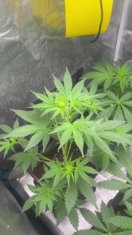 GG4. MSNL