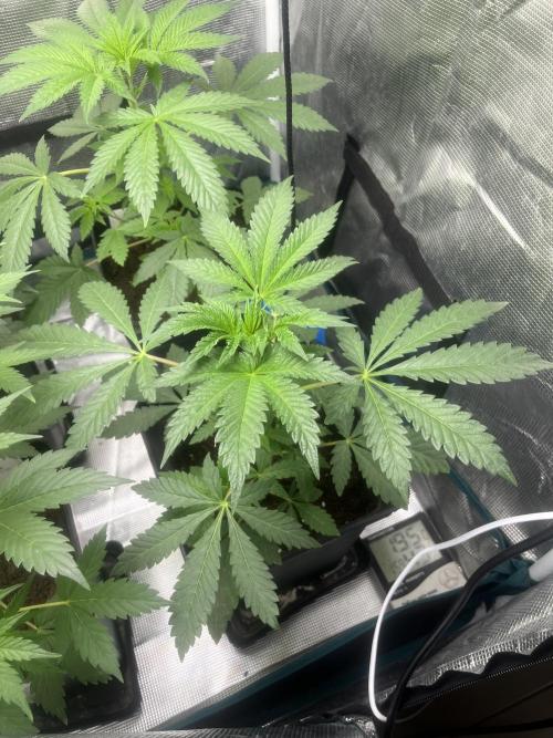 Papayton. Fastbuds. Week 5