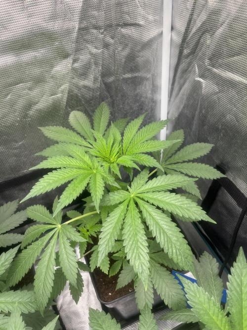 Papayton. Fastbuds. Week 5