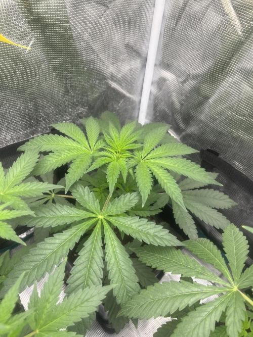 Papayton. Fastbuds. Week 5