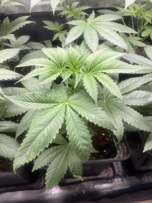 Green Gelato. RoyalQueenSeeds. Week 5