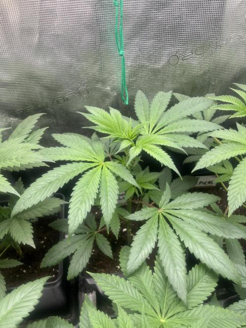 Green Gelato. RoyalQueenSeeds. Week 5