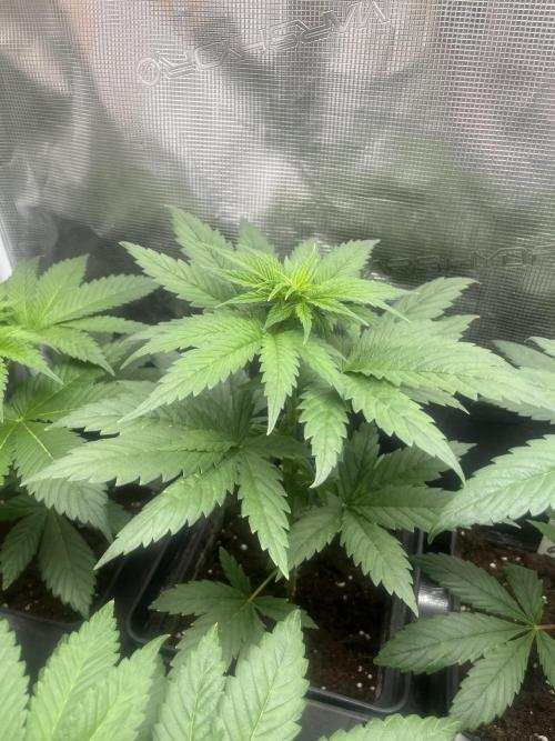 Green Gelato. RoyalQueenSeeds. Week 5