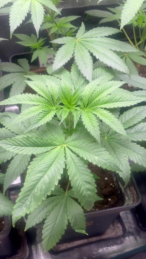 Green Gelato. RoyalQueenSeeds