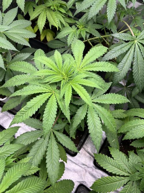 Gomu Gomu Mango. HighBreed. Week 6