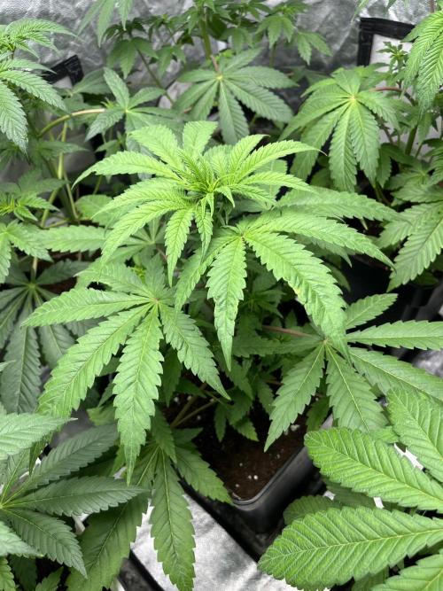 Gomu Gomu Mango. HighBreed. Week 6