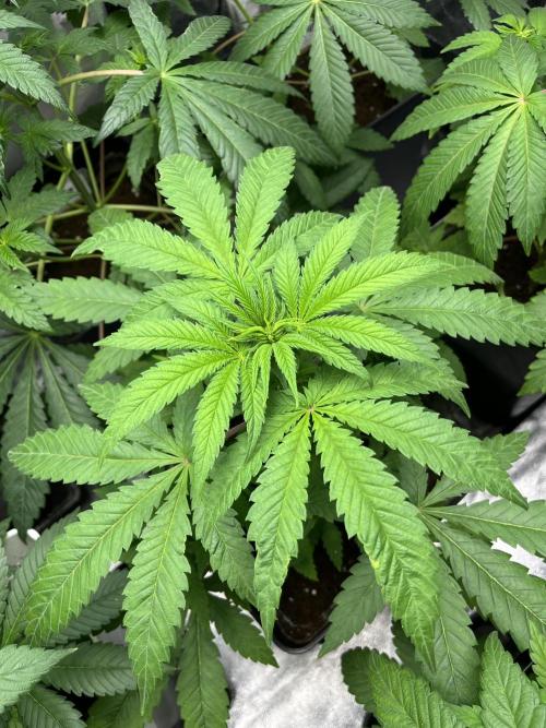 Gomu Gomu Mango. HighBreed. Week 6