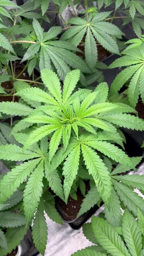 Gomu Gomu Mango. HighBreed