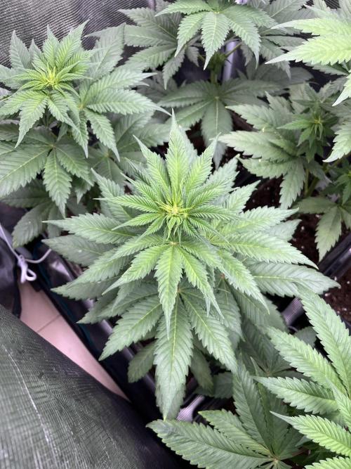 Kiwi x Papaya. Mavericks Genetics. Week 6