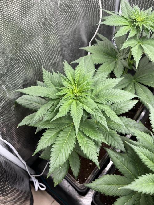 Kiwi x Papaya. Mavericks Genetics. Week 6