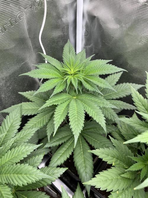 Kiwi x Papaya. Mavericks Genetics. Week 6