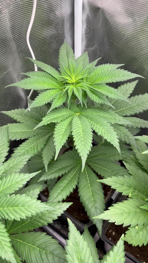 Kiwi x Papaya. Mavericks Genetics