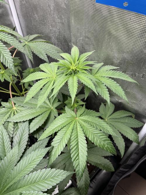 Pink Sunset. Silentseeds. Week 6