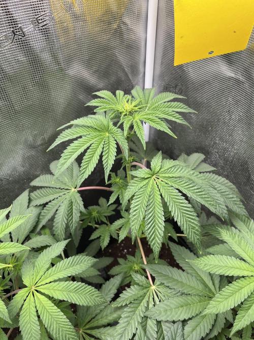 Pink Sunset. Silentseeds. Week 6