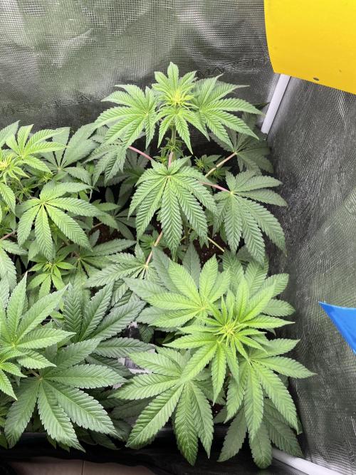 Pink Sunset. Silentseeds. Week 6