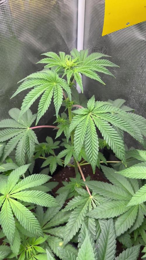 Pink Sunset. Silentseeds