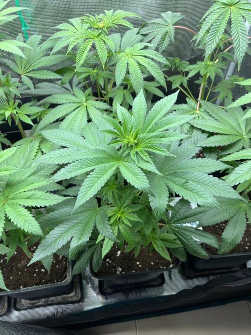 Drizl Pickl. Seedstockers. Week 6