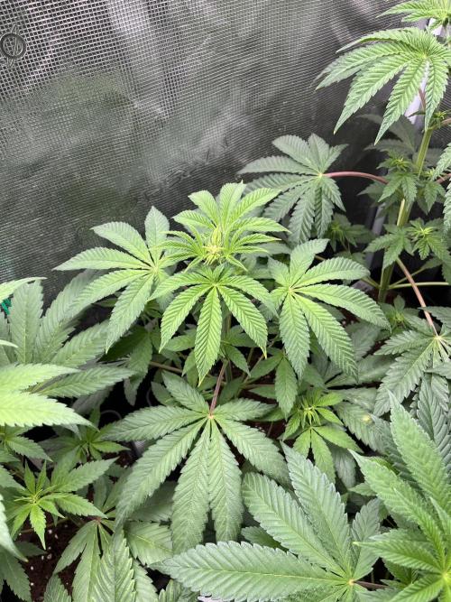 Drizl Pickl. Seedstockers. Week 6