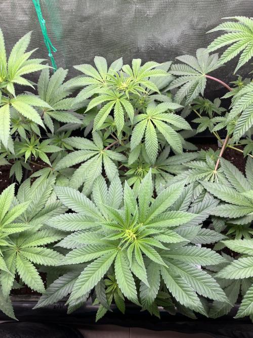 Drizl Pickl. Seedstockers. Week 6