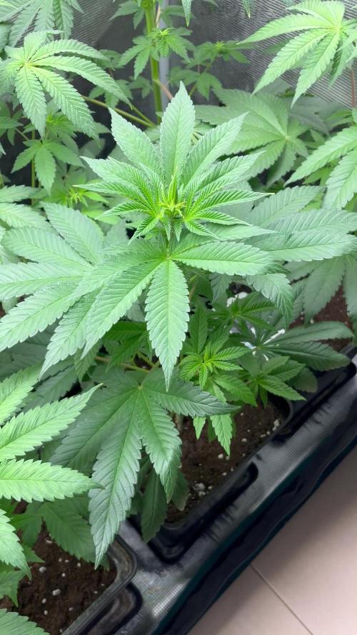 Drizl Pickl. Seedstockers