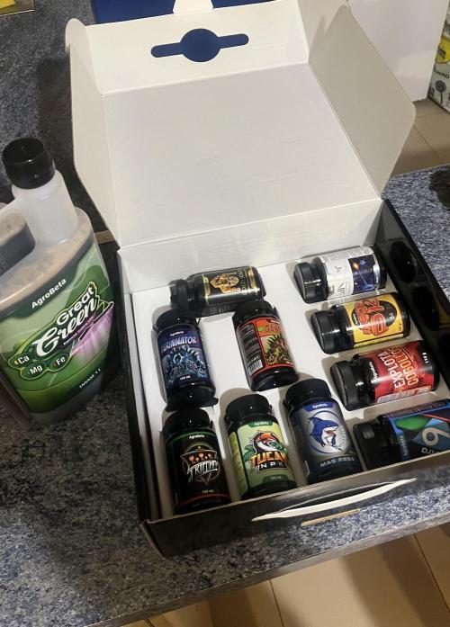 Barcelona Puff. Seedstockers. Week 6