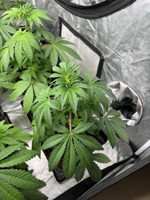 Barcelona Puff. Seedstockers. Week 6