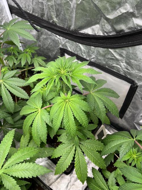 Barcelona Puff. Seedstockers. Week 6