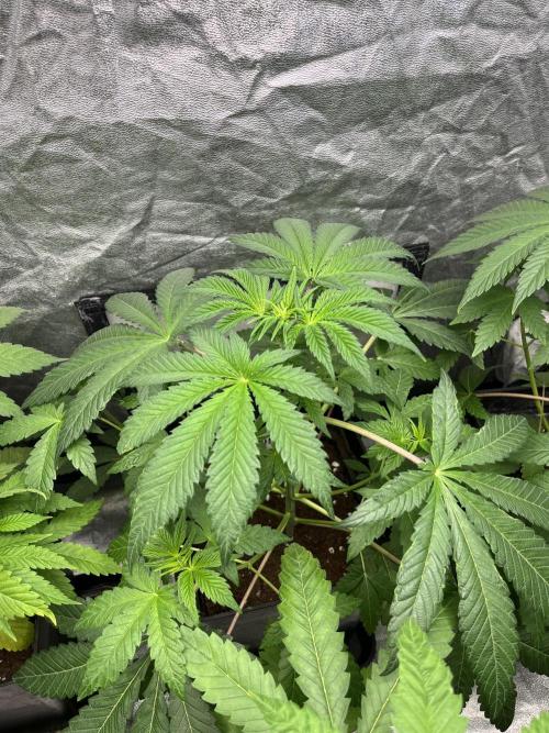 Barcelona Puff. Seedstockers. Week 6