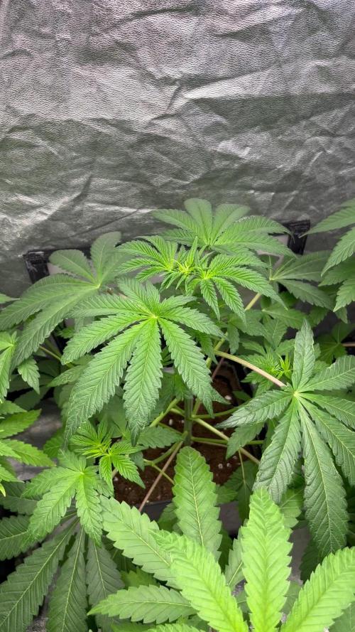 Barcelona Puff. Seedstockers