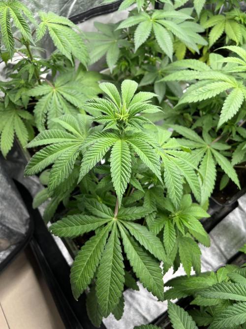 Fishy Zoap. Seedstockers. Week 6