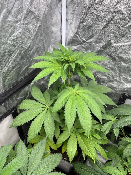 Fishy Zoap. Seedstockers. Week 6