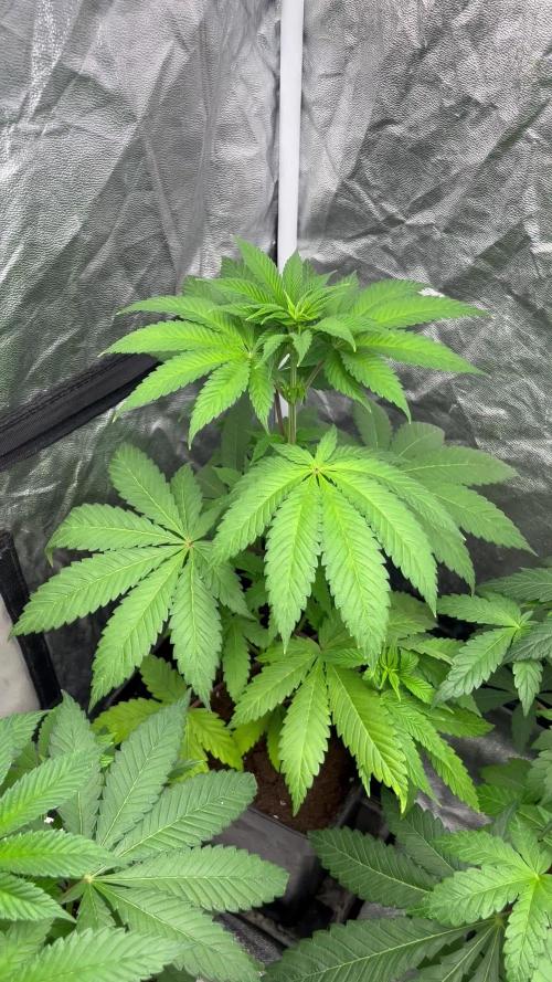 Fishy Zoap. Seedstockers