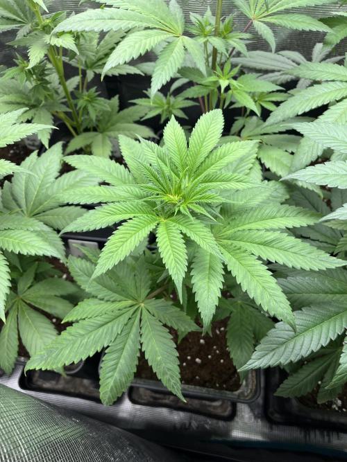 Green Gelato. RoyalQueenSeeds. Week 6